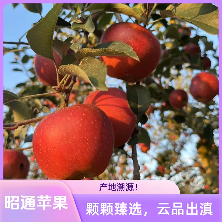 正宗昭通冰糖心丑苹果当季新鲜采摘产地直发苹果香2斤试吃5斤浅尝