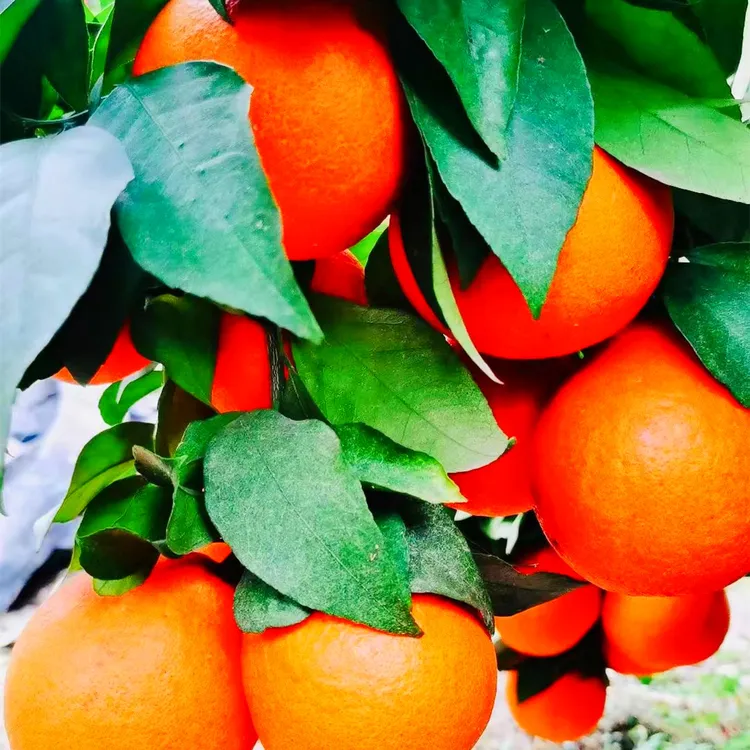 爱媛58号1年裸根苗早熟大果新品种耐寒收到修剪40cm以下种植墨兰