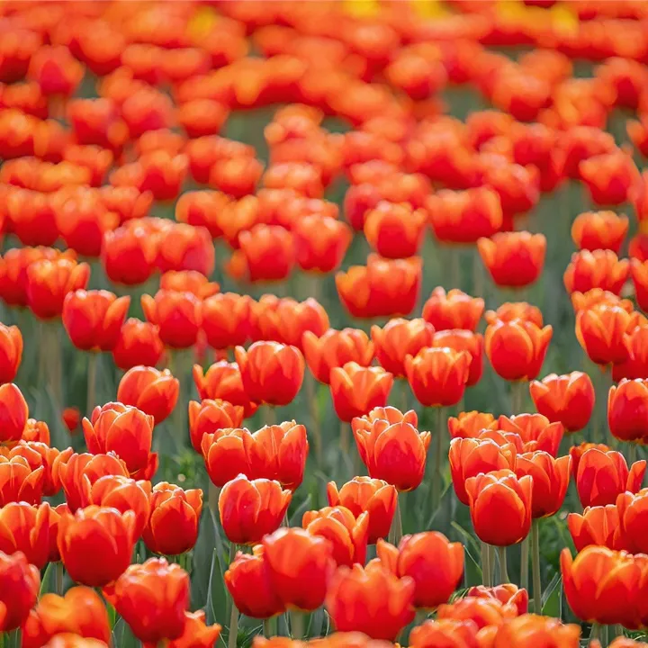 郁金香种球阳台室内外好养易活水土培花卉盆栽植物花种子
