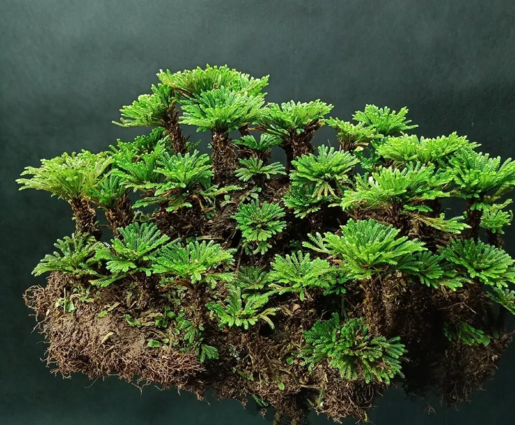 卷柏九死还魂草上水石复活草假山桌面创意花卉绿植物微型迷你盆景