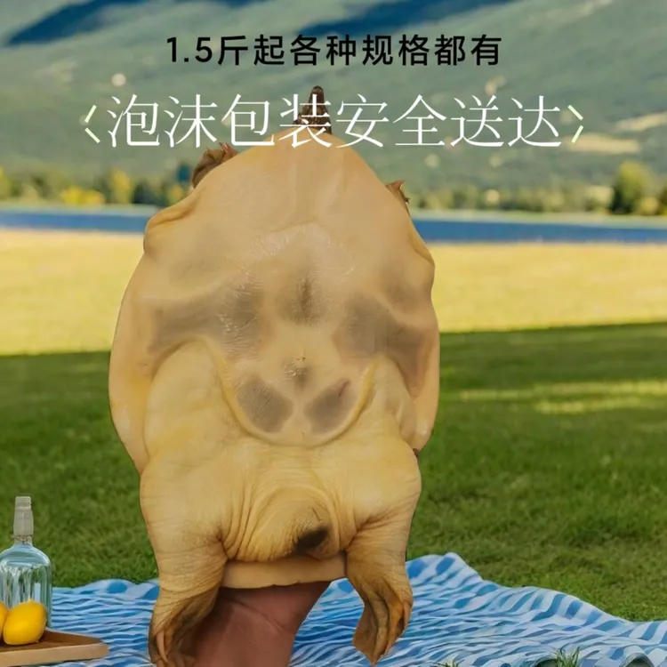 大塘生态养殖甲鱼外塘老鳖王八鲜活甲鱼