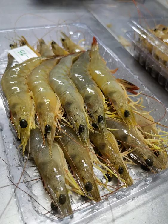 广西北海海捕大明虾青背虾400g/盒