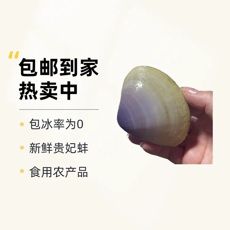 广西北海贵妃蚌3-4-6个头 5斤包邮到家