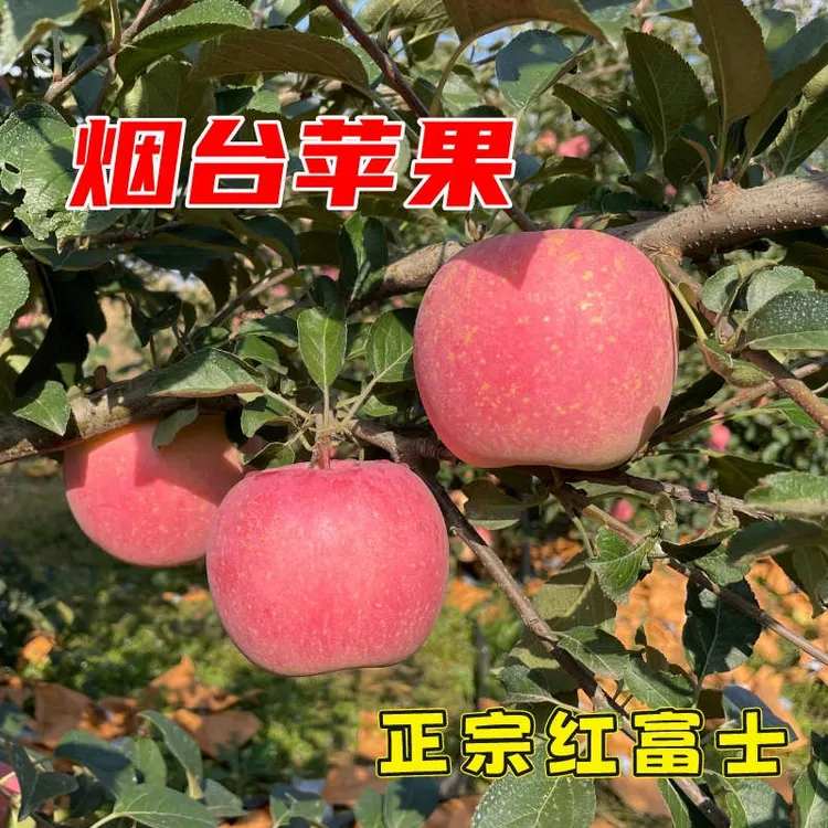 正宗烟台红富士苹果3/5斤(片红)新鲜水果栖霞红富士苹果脆甜多汁P