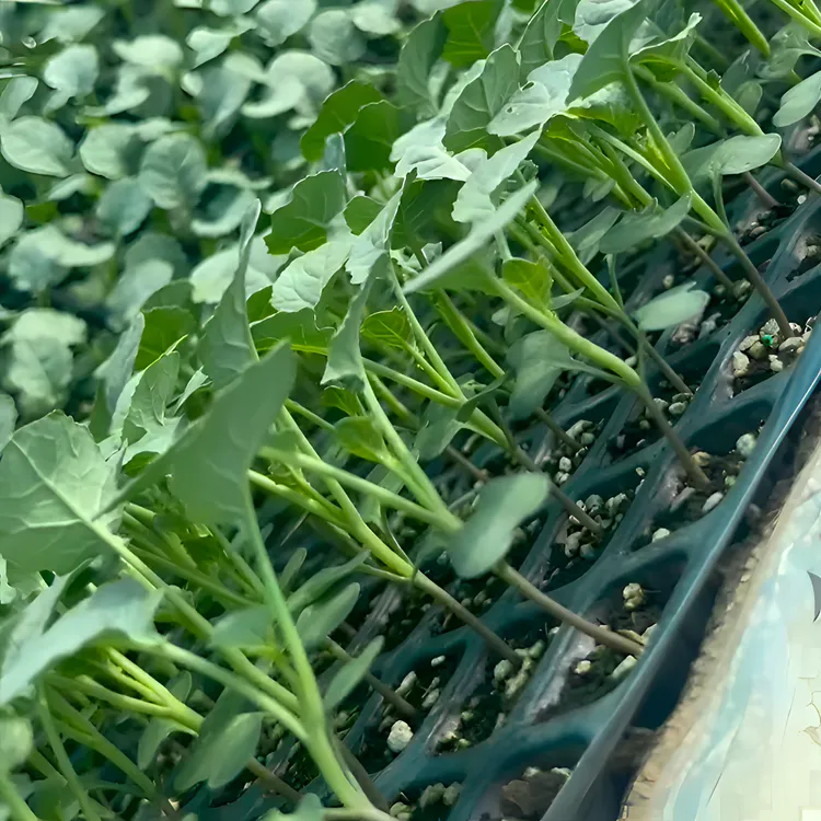 西兰花苗蔬菜青花苗新鲜种植发芽发货生长混合基地庭院根系移栽