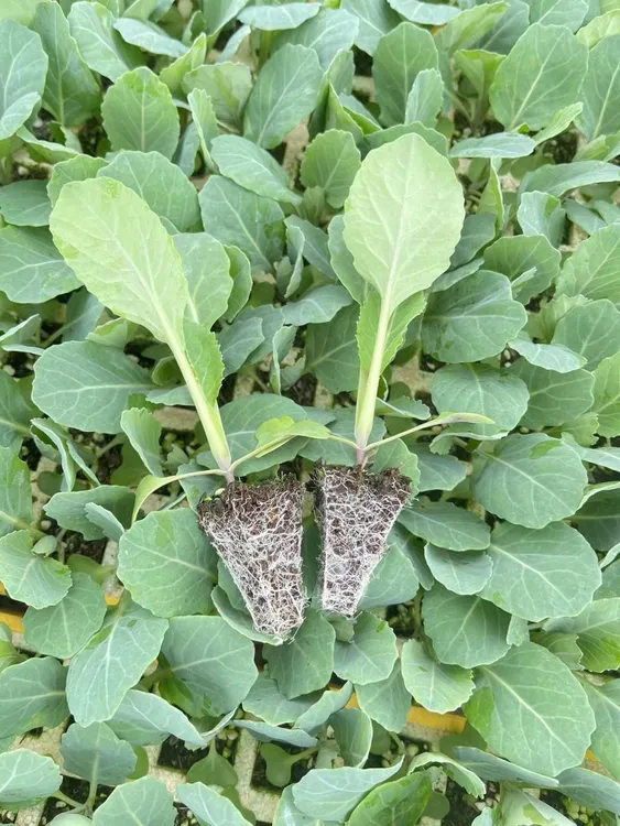 松花苗有机花菜苗散花苗花菜苗带土发货蔬菜蔬菜苗菜秧苗