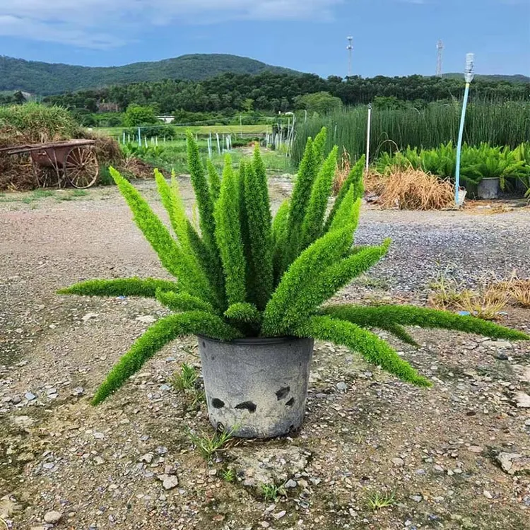 狐尾天门东绿植盆栽阳台花园庭院绿化植物四季常绿开花观叶花境苗