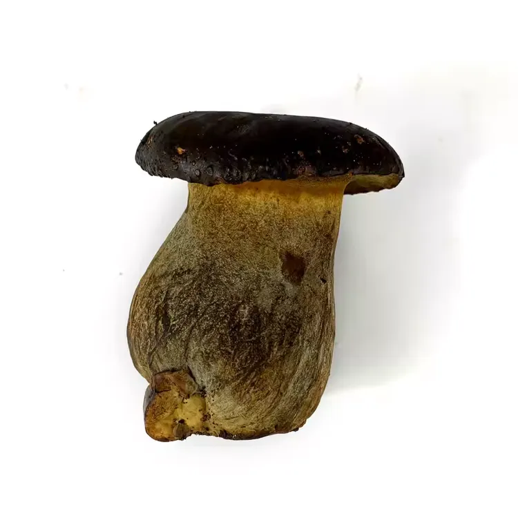 新鲜黑牛肝菌 滑嫩食用菌云南特产菌菇 炒菜煲汤涮小众火锅食材