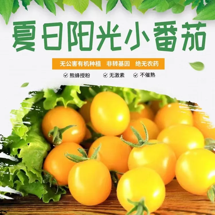 【刘家峡】黄色小西红柿酸甜汁多3-5斤包邮