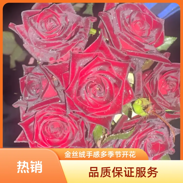 【月月开花】四季开花树桩棒棒糖月季月季花树庭院种植基地（田园土）