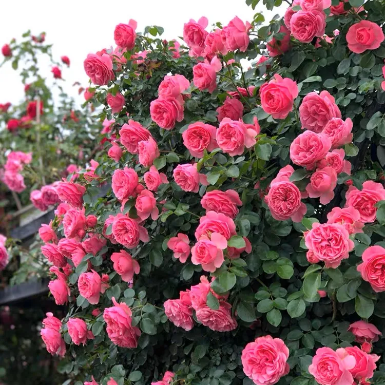 粉色达芬奇藤本月季花苗粉达爬墙庭院阳台爬藤植物蔷薇月季花树苗