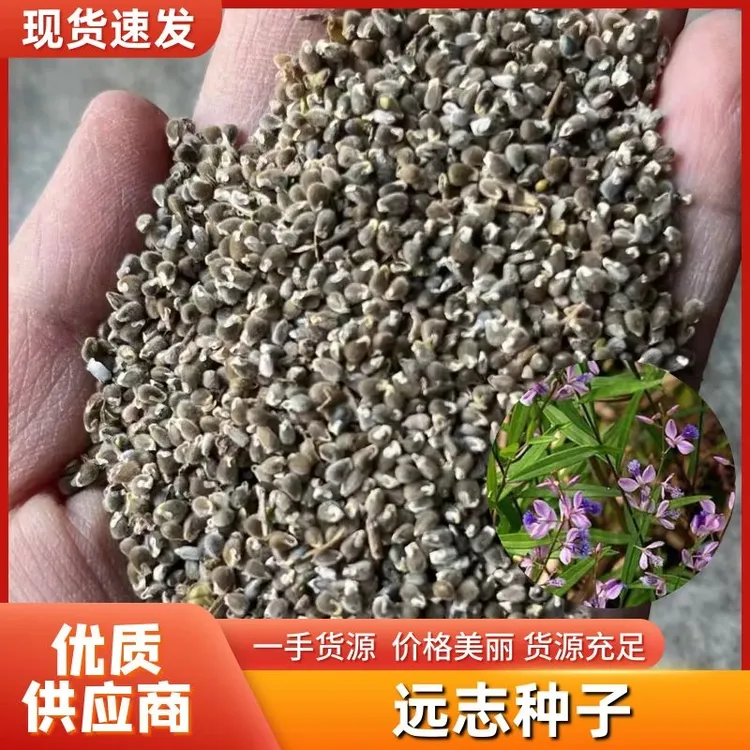 远志种子 2025年产