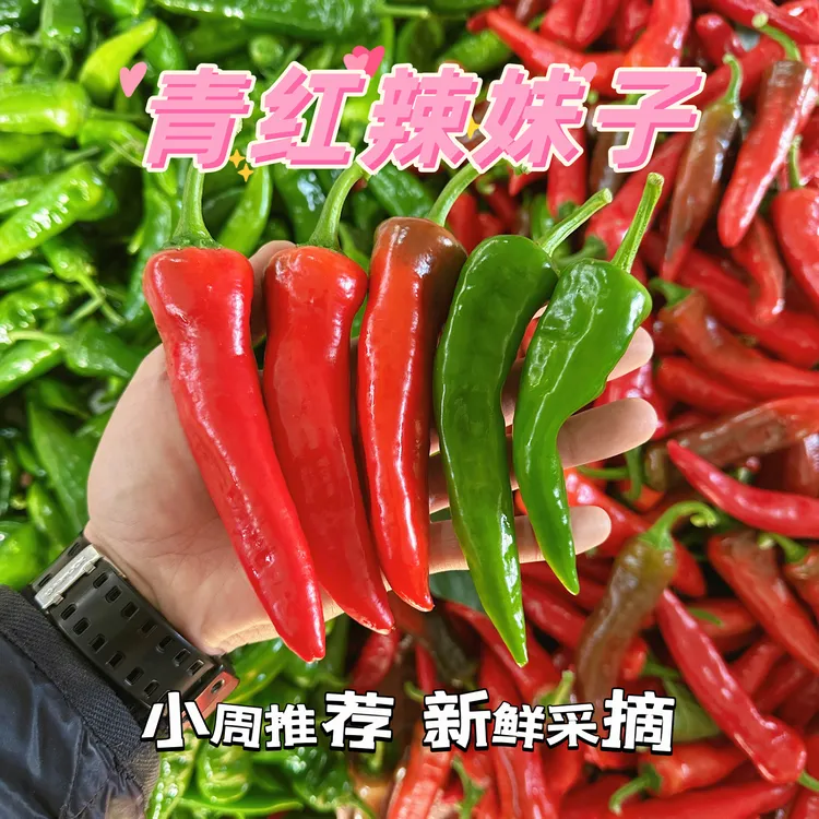 〔新鲜辣椒青红混装〕辣妹子辣椒特辣特香皮薄肉脆现摘现发青红各半