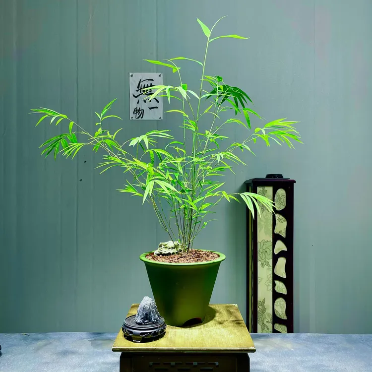 内门竹盆景桌面绿植微景观中式造型盆栽观赏竹夏天清新盆栽