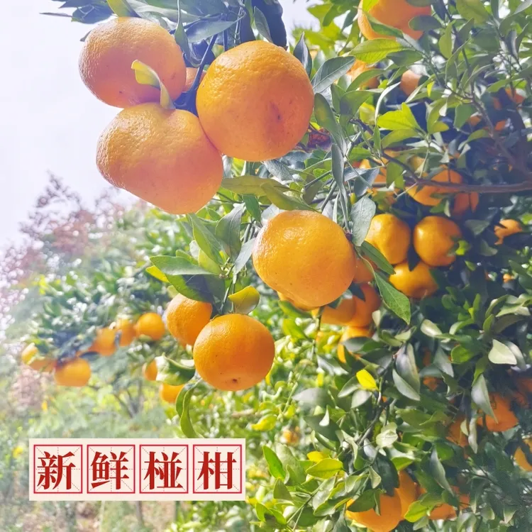 巴东雷家坪椪柑  鲜果中大果整箱新鲜水果  自然成熟 肉嫩多汁