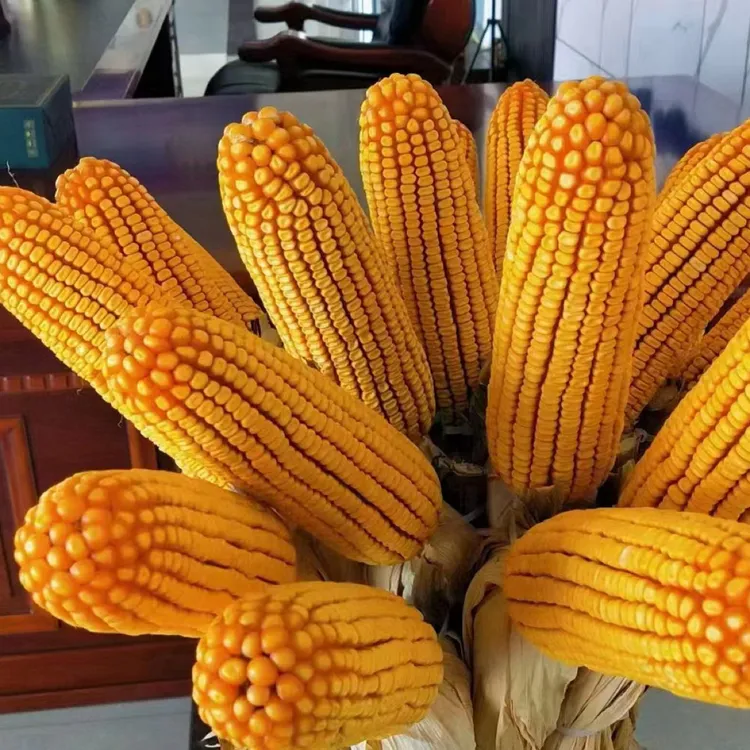 矮杆大粗棒老本105玉米种子不突尖不控杆国标正审