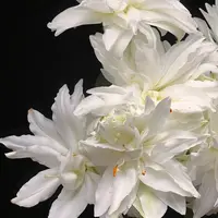 【黄梦宇】滑雪板重瓣百合全场鲜花任意满两单及以上送货上门