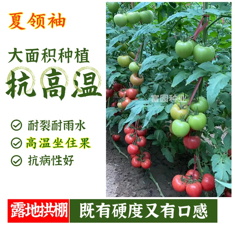 耐高温西红柿种子抗病大果型硬粉洪口感好沙瓤荷兰进口番茄籽抗热