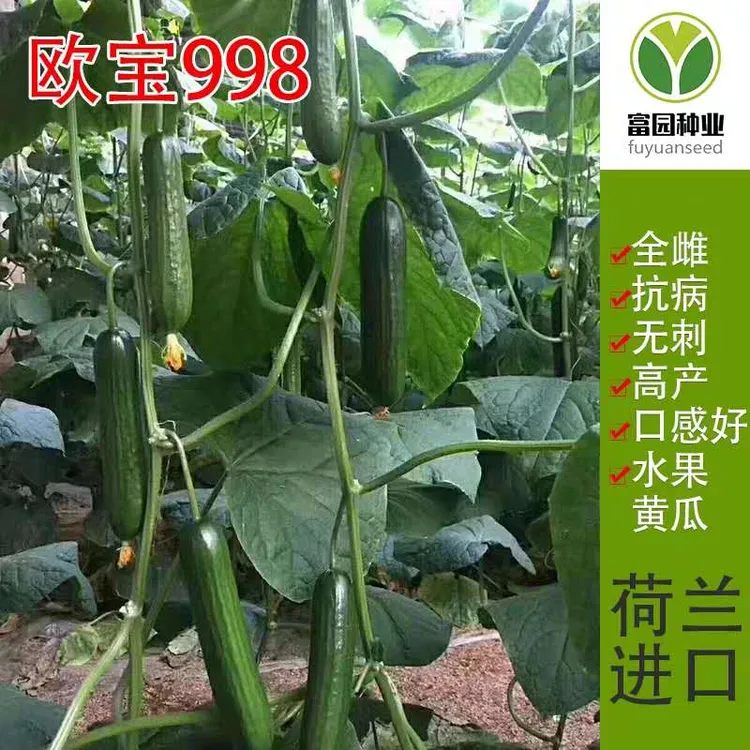 水果黄瓜种子青皮小油瓜迷你油黄瓜种籽节节瓜脆甜绿心口感好抗病