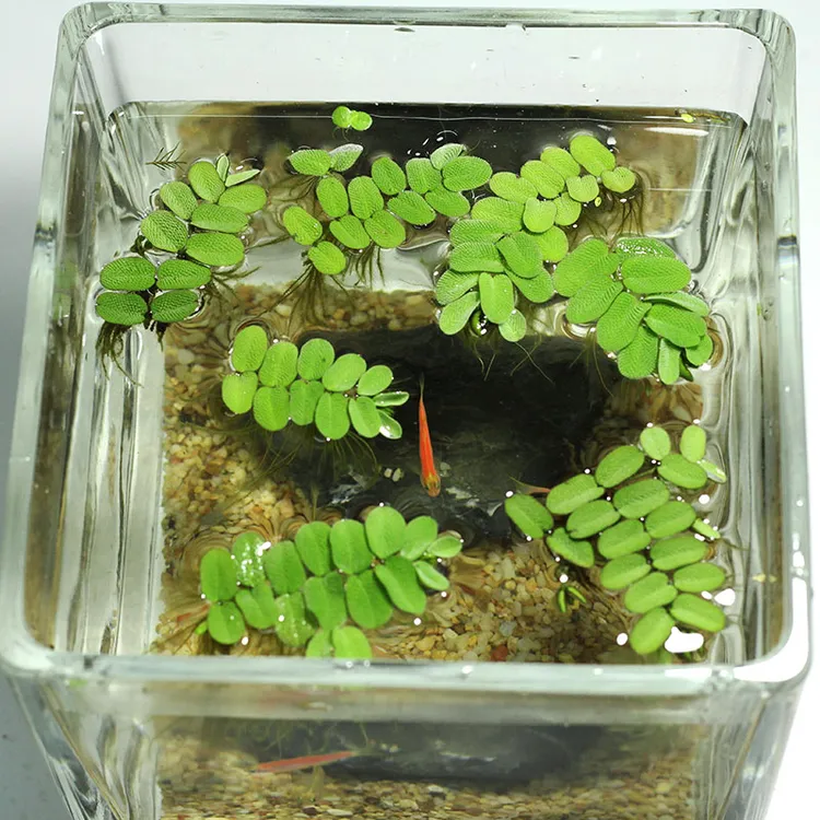 鱼缸浮萍水草槐叶萍懒人水草净化水质水培植物一叶莲水芙蓉水葫芦