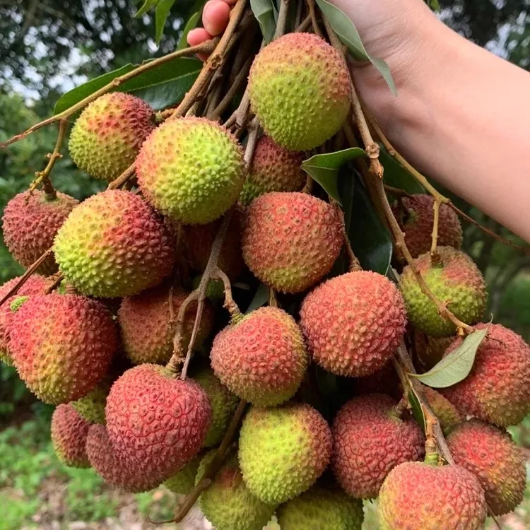 顺丰海南妃子笑荔枝4.5斤当季整箱孕妇桂花大果荔枝应急新鲜水果