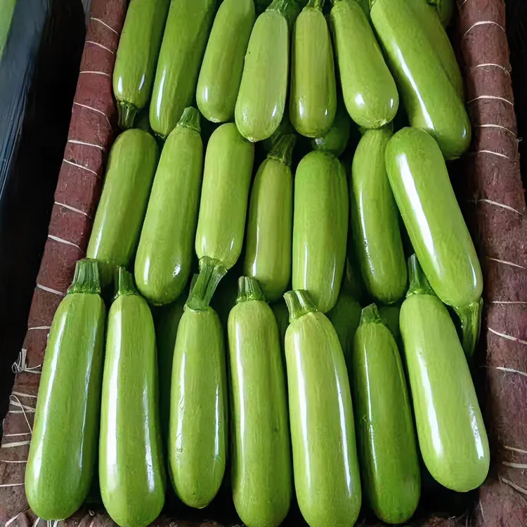 早熟西葫芦苗角瓜苗占瓜苗香蕉西葫芦四季阳台秧苗西芹食用庭院