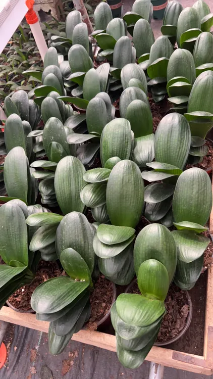 君子兰元宝宽短圆带盆带土