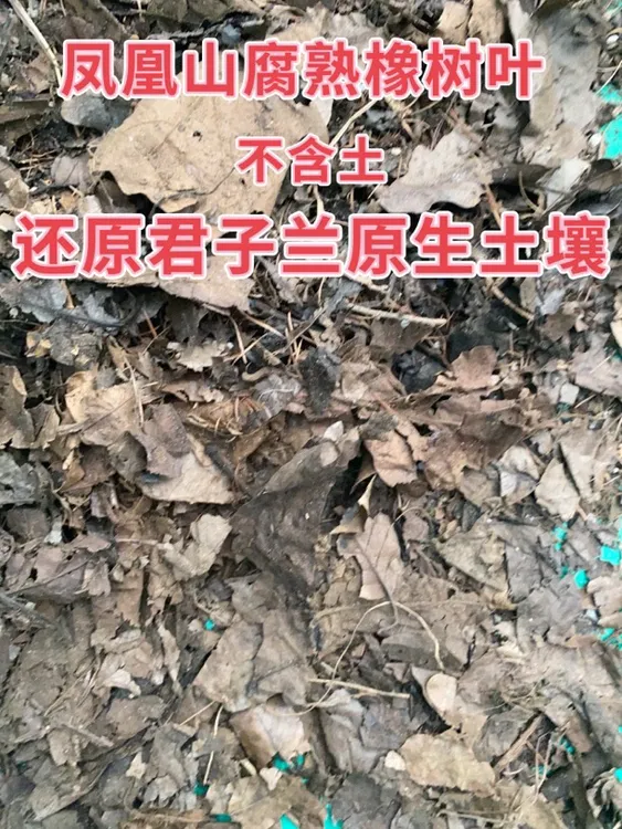 君子兰腐叶土5斤