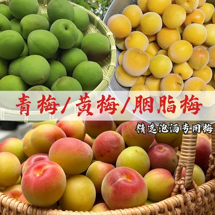 深山精选胭脂梅新鲜现摘完熟黄梅青梅泡酒酸脆梅子诏安红梅小白梅