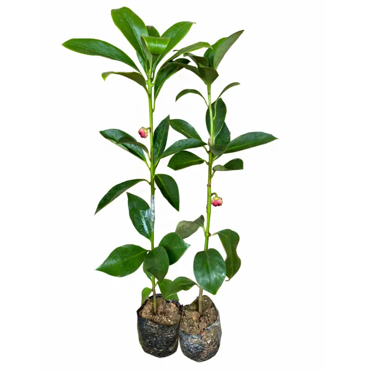 八角嫁接树苗 嫁接优质矮化高产罗马大红八角树 食用茴香大料