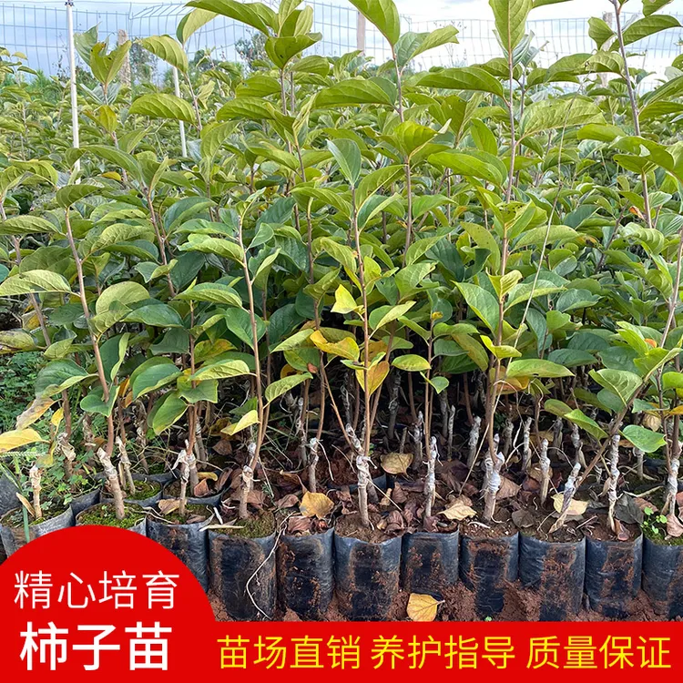 脆甜柿子树苗果树嫁接苗正宗太秋阳丰柿子苗甜脆柿带土杯发货树苗