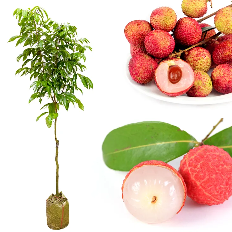 荔枝树苗嫁接新品种仙进奉冰荔桂味妃子笑糯米糍结果荔枝带土发货