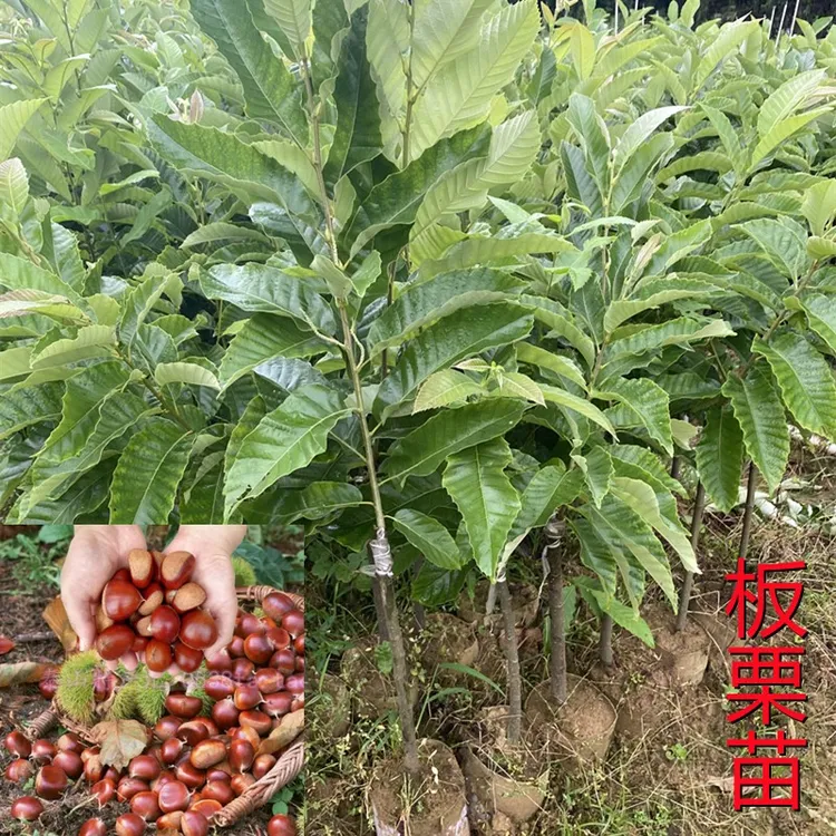 板栗果树苗优质嫁接苗大红袍板栗油栗果苗带土杯发货南北方种植