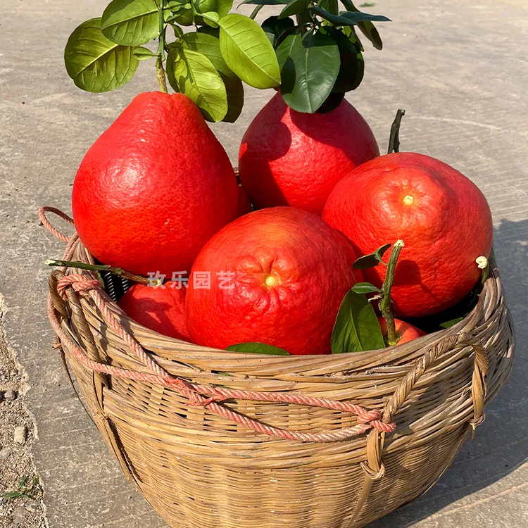 香水红柚子树苗嫁接新品种暹罗红柚 鸿运香柚红皮红心柚子果树苗
