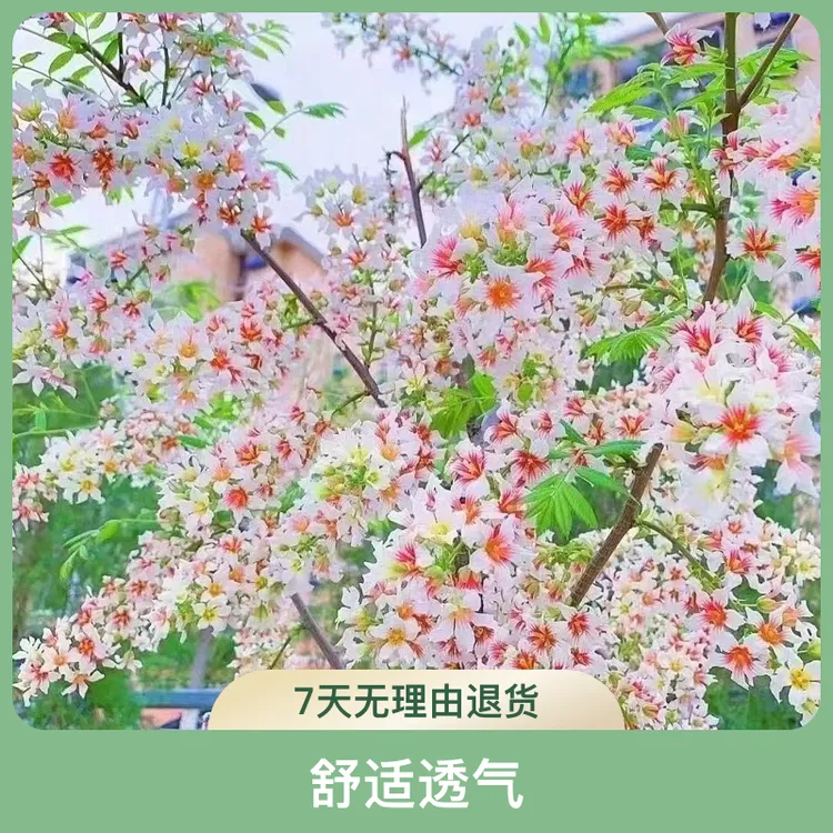 文冠花状元花树苗多色浓香型室内外阳台庭院盆景耐寒