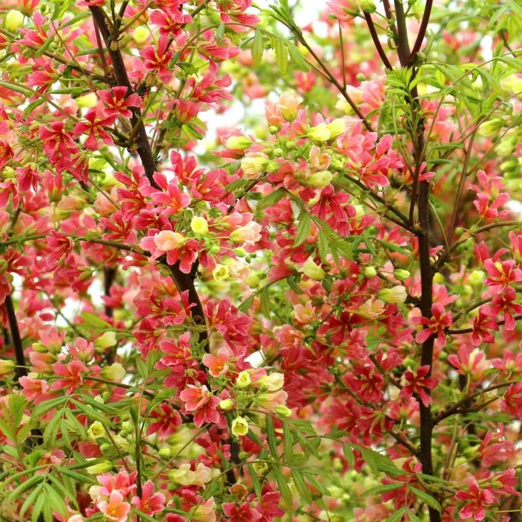 五彩渐变红花白花文冠果无忧子无患子盆栽观赏佳品