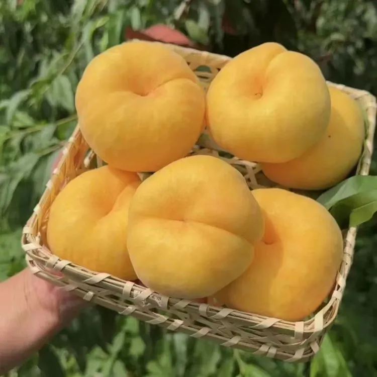 平谷大桃水蜜黄蟠桃甜脆香40年老果农精心种植现摘现发