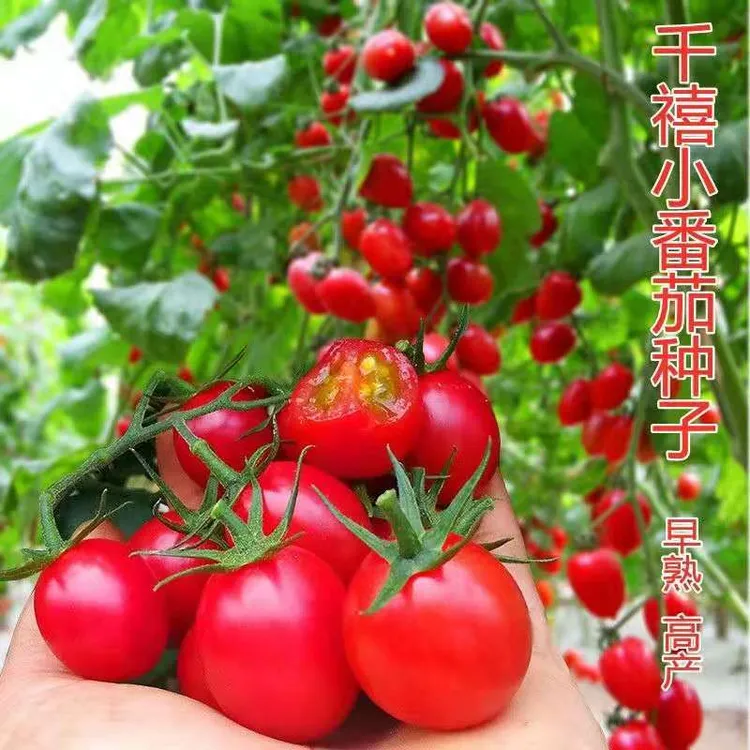 四季小番茄种子苗千禧圣女果矮生饱满盆栽新鲜种籽菜苗果苗多汁