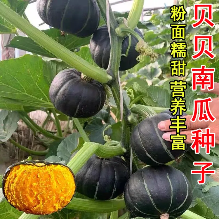 贝贝南瓜种子香甜板栗南瓜春秋四季成熟苗迷你贝贝小南瓜种籽
