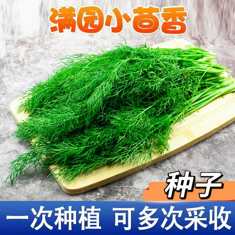 直播间割茬小茴香种子茴香种籽菜四季南方阳台盆栽易种蔬菜种孑