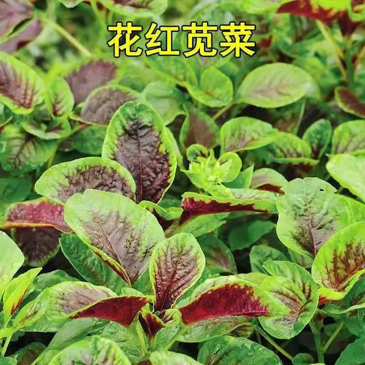 红苋菜种子苋菜籽苋菜种籽蔬菜种子四季阳台圆叶盆栽蔬菜农家菜籽商品图