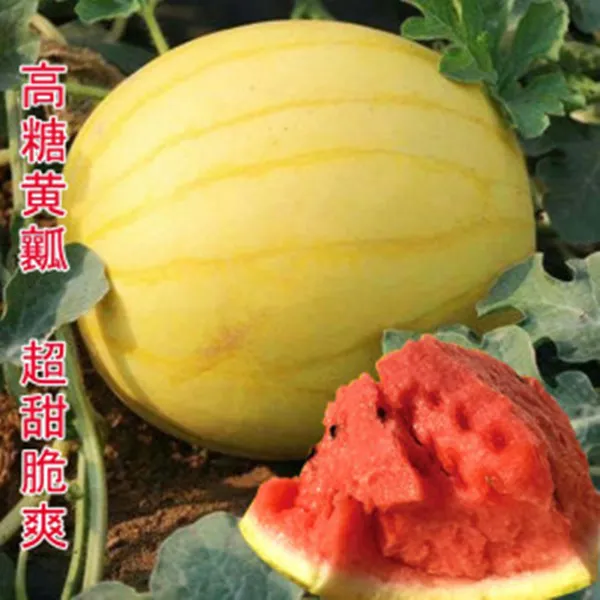 黄皮红瓤西瓜种子黄瓤种籽菜园庭院阳台室外四季种植蔬菜水果种孑