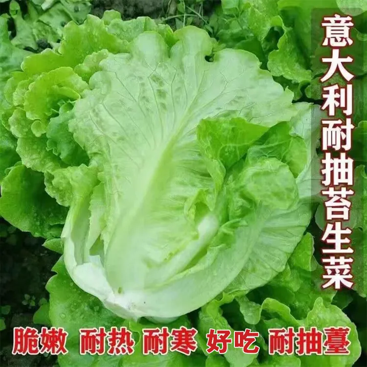 四季生菜种子阳台蔬菜种孑耐热意大利生菜种籽耐寒蔬菜种子
