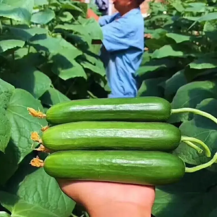 荷兰水果黄瓜种子全雌无刺黄瓜种籽四季阳台春季菜种子蔬菜种孑