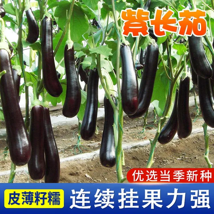 早熟甜糯烧烤茄子种子皮薄紫黑色甜糯春夏秋四季播蔬菜籽长茄种子