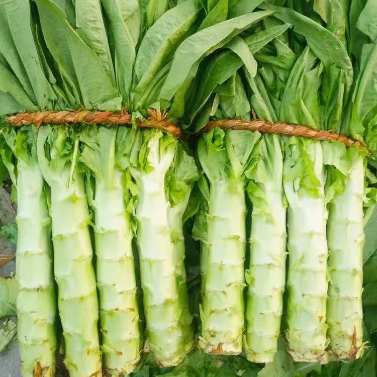 莴苣种籽香莴笋四季莴苣种子莴笋菜种籽种孑秋冬季菜苗农家蔬菜