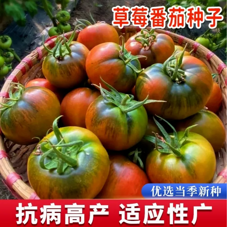 草莓番茄种子沙瓤铁皮绿腚水果西红柿子蔬菜阳台四季种籽春季种孑