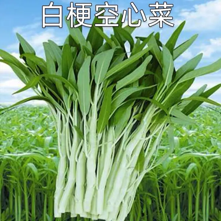 白梗柳叶空心菜种子早熟四季播种空心菜种子耐寒蔬菜种子菜籽