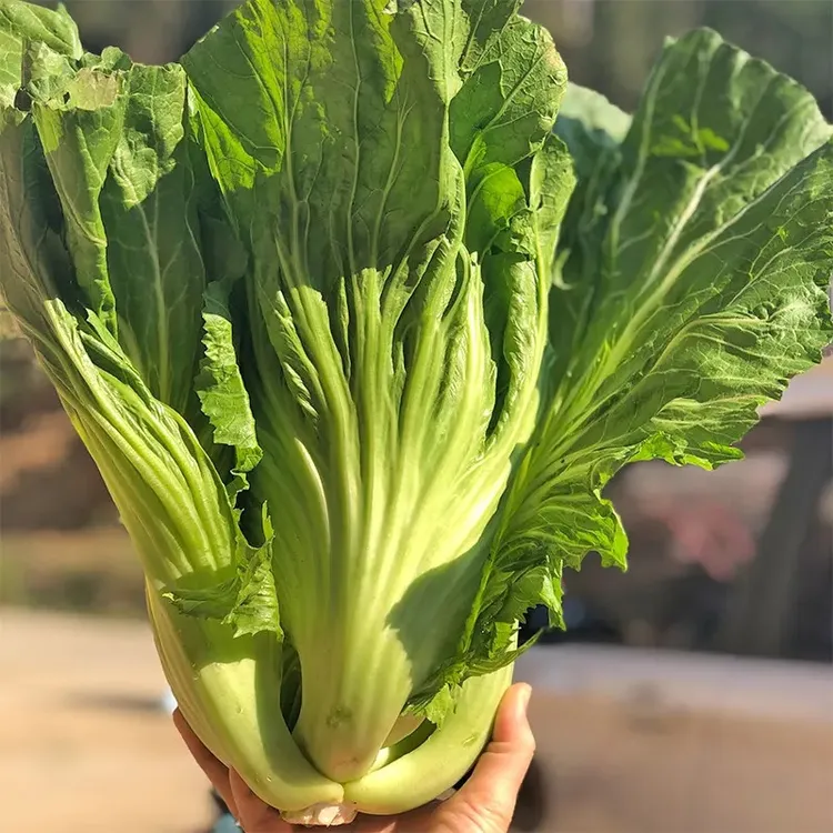包心芥菜种籽大叶脆嫩清香种孑腌制酸菜泡菜春秋季四季蔬菜种子