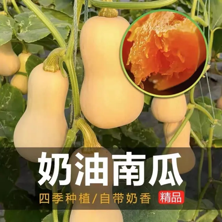 奶油南瓜种子四季可种盆栽家庭阳台小院特色甜糯南瓜种子易种